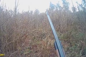 Un chasseur se fait surprendre par un cerf