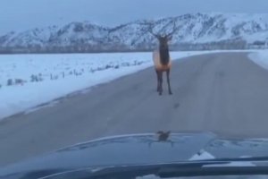 Un cerf crève le pneu d’une voiture