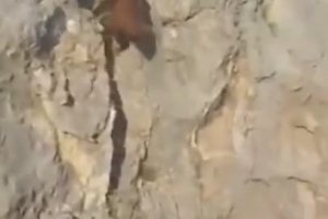 Un ours escalade un rocher