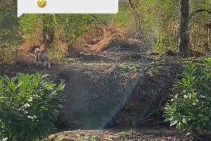 Un chien montre Ă un gamin qui est le patron