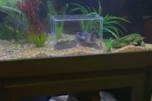 Occuper son chat avec un aquarium
