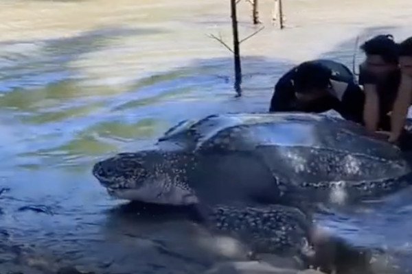 Des villageois aident une tortue de 300 kilos à retourner à la mer