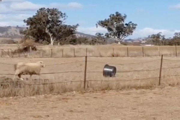 Un mouton se bat contre une bassine (Australie)