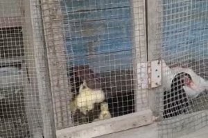 Un poussin s'évade de prison