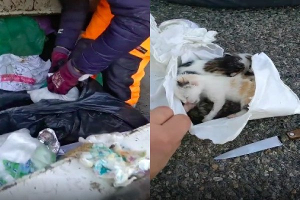 Des éboueurs trouvent 5 chatons dans un sac poubelle (Haute-Garonne, France)