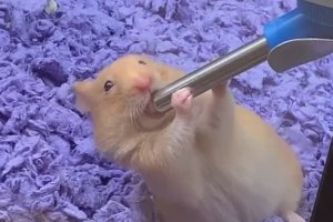 Cet hamster pourrait avoir une grande carrière