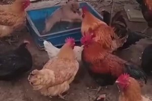 Des poules organisent un combat de chiots