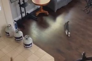 Deux chats jouent dans une grande maison