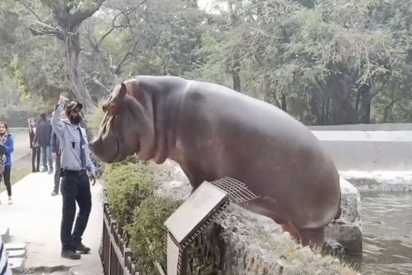 Un gardien calme un hippopotame qui veut sortir de son enclos (Inde)