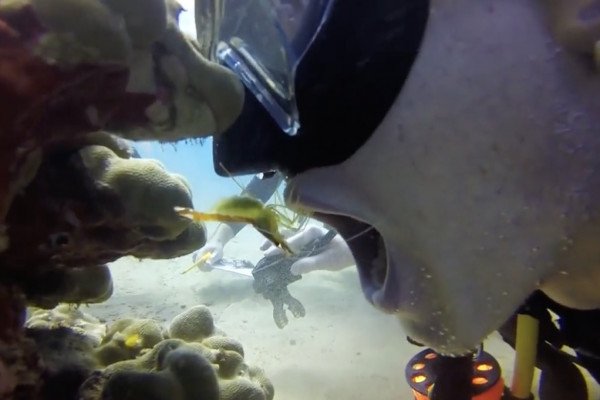 Une plongeuse se paye une séance de dentiste chez une crevette
