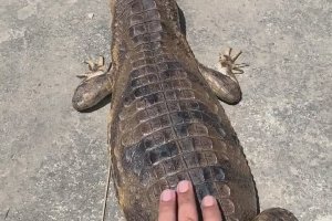 Régis carresse un petit crocodile