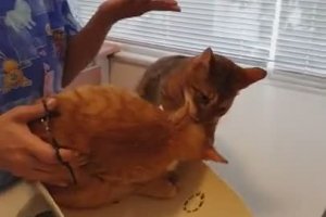 Un chat veut sauver son pote chez le vétérinaire
