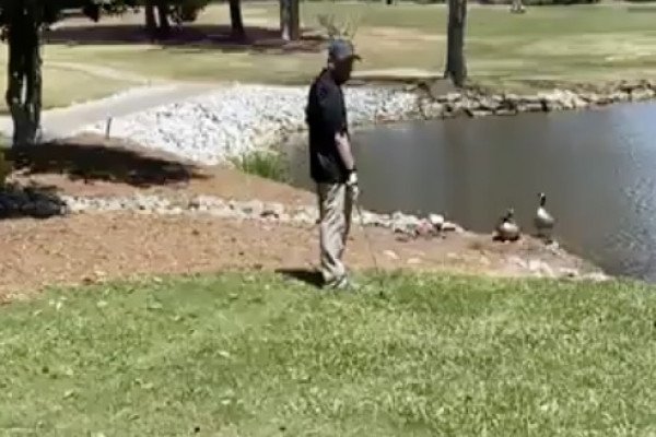 Un golfeur perd sa balle dans un nid d'oies