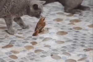 Un oiseau tient tête à des chats