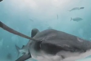 Un requin avale une caméra