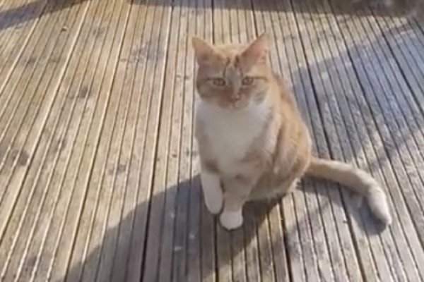 Une chatte simule une blessure pour qu'on lui ouvre la porte