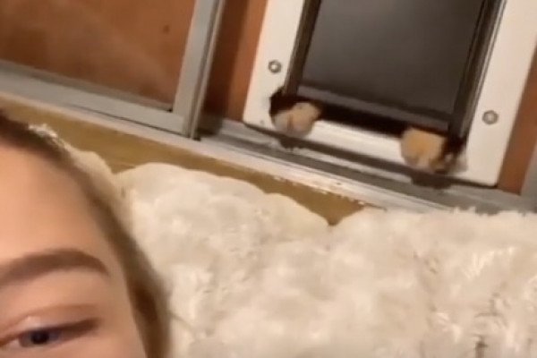 Une fille fait un selfie avec son chat mais il a une petite surprise pour elle