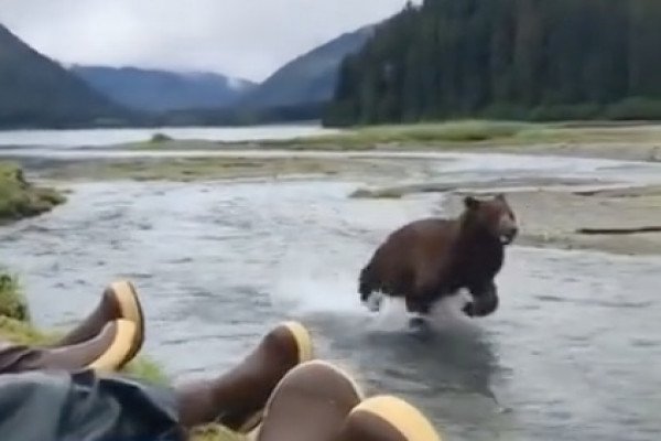 Un ours vient saluer des pêcheurs
