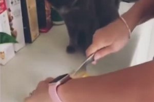 Couper des oignons à coté de son chat