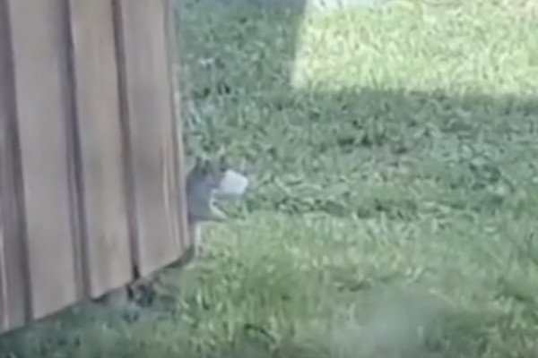 Un écureuil regarde sa maison tomber