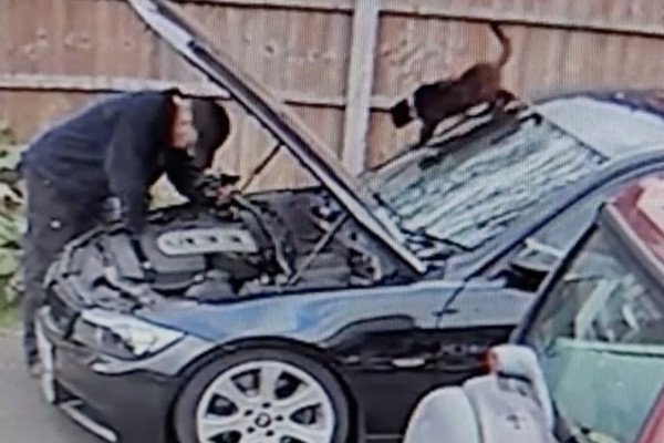Un homme répare sa voiture avec son chat