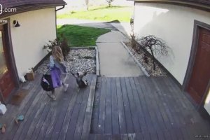 Un coq attaque une fillette à son retour de l'école