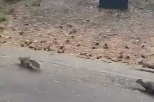 Faire son jogging avec les écureuils