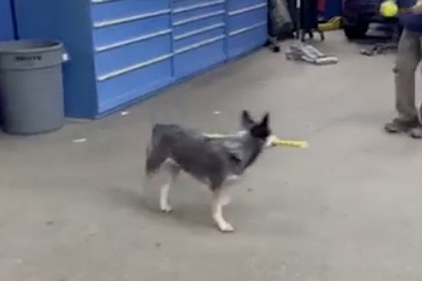 Un chien joue au baseball