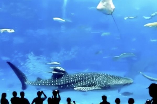 Suicide d'un thon à l'Aquarium d'Okinawa (Japon)
