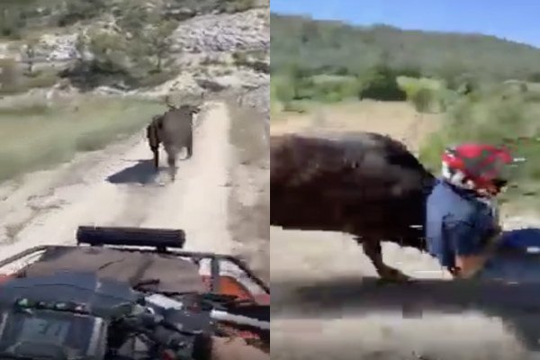Ils utilisent un quad pour attraper un taureau (Auvergne-RhĂ´ne-Alpes)