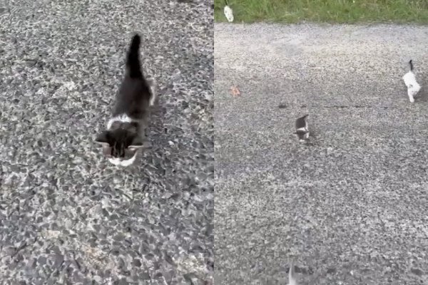 Un homme trouve un chaton sur le bord d'une route