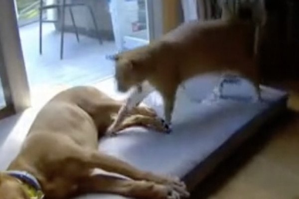 La différence entre un chien et un chat lorsqu'il s'agit de faire la sieste sans réveiller son pote, la suite ne va pas vous étonner bien sûr