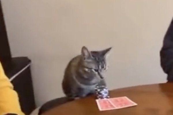 Un chat joue au poker et son bluff est grillé à des kilomètres