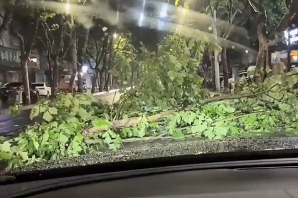 Un automobiliste trouve un arbre sur sa route