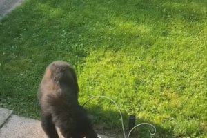 Un chat se fait piquer son jouet par le caïd du quartier