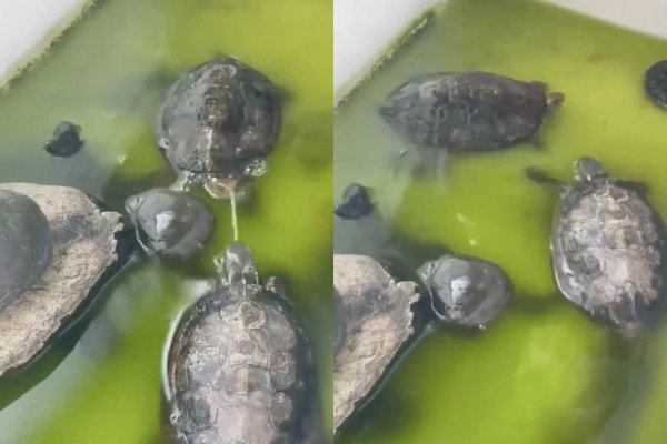 Une tortue trolle sa pote avec son crachat