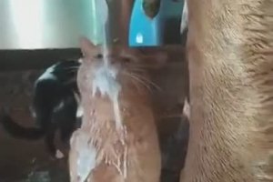 Des chats boivent du lait sous une vache