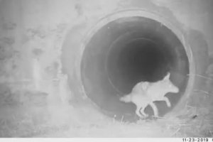 Un coyote attend son pote pour traverser un tunnel