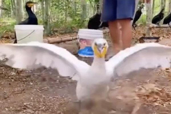 Un cormoran a une grosse faim et c'est dommage pour ses potes