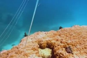 Un plongeur chanceux croise un poisson ruban
