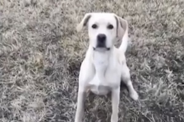 Un chien fait un trick de dingue en voulant attraper une balle