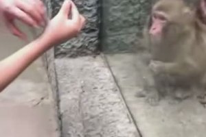 Un singe choqué par un tour de magie
