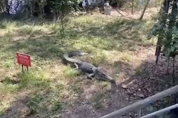 Un australien trouve un crocodile dans son jardin, sa réaction va rappeler de bons souvenirs aux joueurs de Left 4 Dead