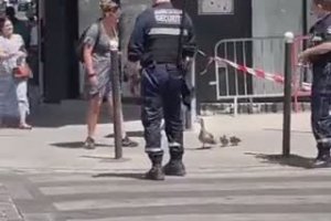 Des policiers aident une famille de canards à traverser la rue (Paris)