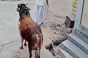 Une vache dégomme un vieil homme (Inde)