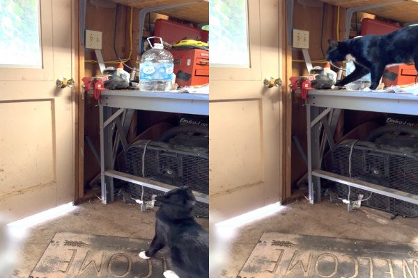 Un homme place une caméra dans son garage pour comprendre comment son chat fait pour sortir