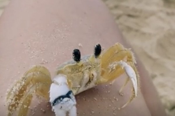 Un crabe retire le sable sur ses yeux