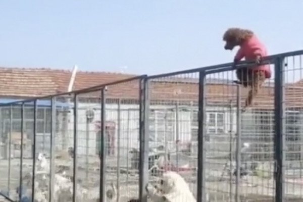 Des chiens profitent d'une émeute pour s'évader de prison