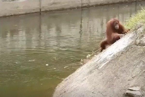 Un gardien de zoo sauve un orang-outan qui se noie (Vietnam)