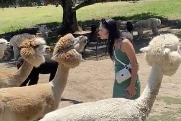 Une fille prend une leçon de vie en voulant embrasser un lama